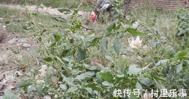 繁殖|墙角下这野草, 看似不起眼, 却是“牙痛”的良药, 见到请留意