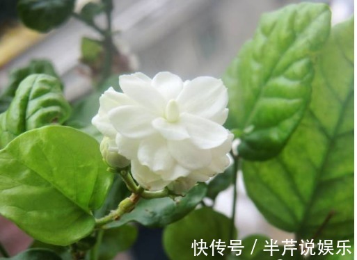 茉莉|邻居养了一株笔尖茉莉,香味蹿进了左邻右舍,太好闻了!