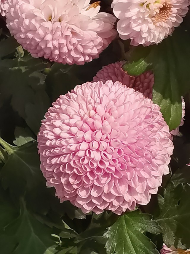 生肖|1月底开始,享福不断,鸿运大涨,说发达就发达的3大生肖