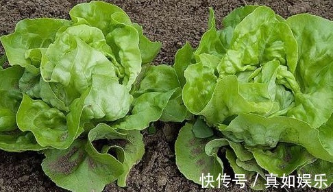 失眠|生菜加一宝搭配,女性常食,失眠好了,大肚子平了,皮肤也水嫩!