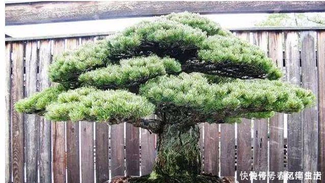 9种价格不菲的盆栽，不能拥有至少也过过眼瘾嘛