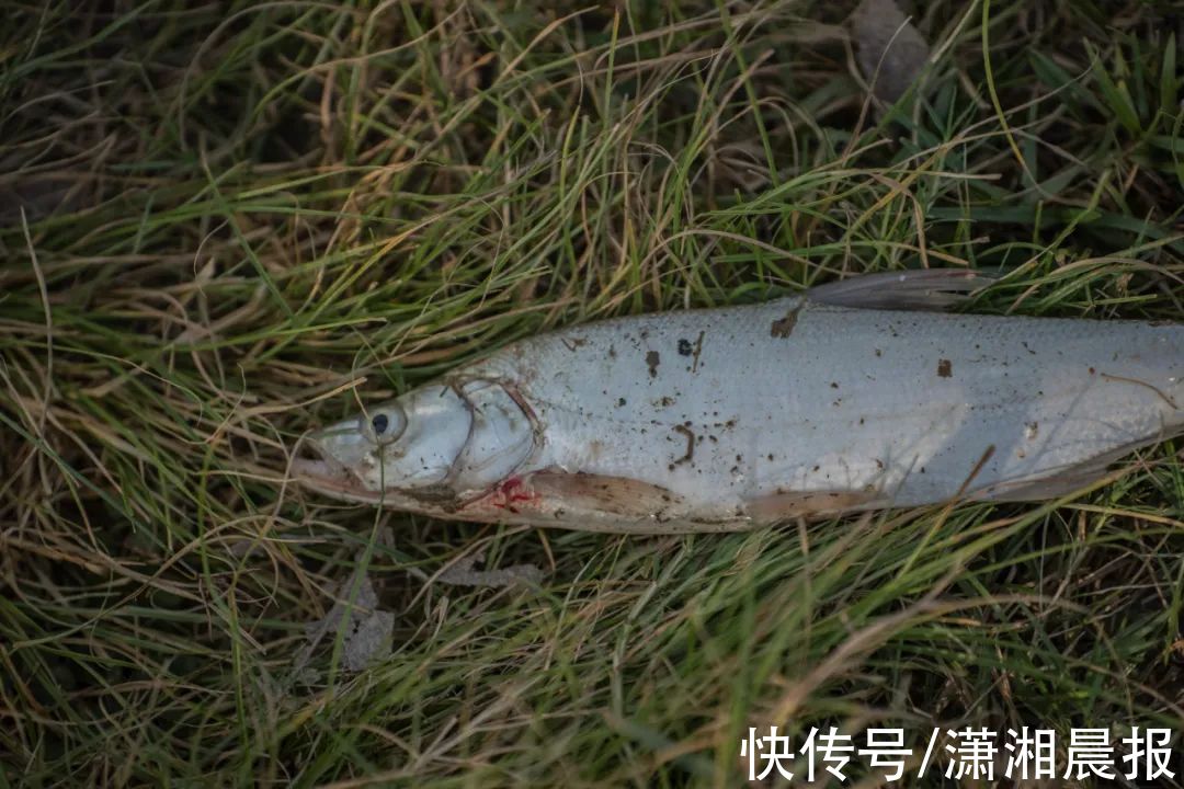 河床|堪称“小内蒙”，长沙这片草原太出片了！离市区只要45分钟