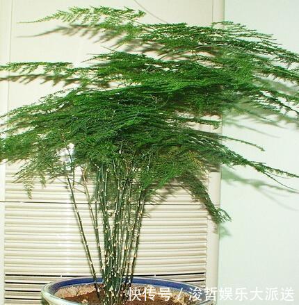 烂根|文竹爱黄叶,学了这5招,叶子绿的滴油,蹭蹭长到巨无霸!