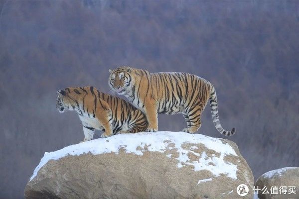 故宫博物院&经历了上百个虎年，虎是怎样从猛兽变成“萌”兽的？