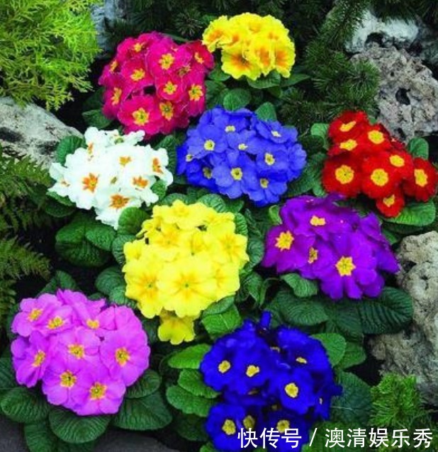 浇水|3种花养在家里，一整年都有好运气，开花漂亮财运来，一养就上瘾