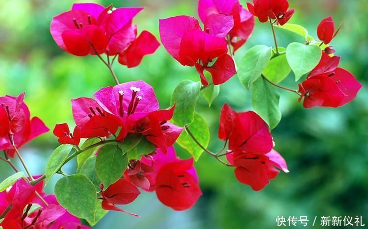 过了十一月,三角梅应当这样养,早早打造出耐看盆景