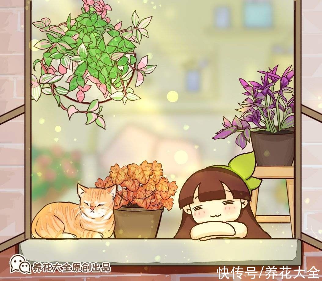 零下|矾根的叶子比花还美，好看又抗冻，零下十几度照样色彩斑斓