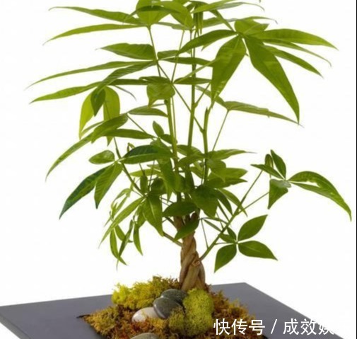 盆栽养花发财树这样养,再也不烂根,开花结果黑油亮