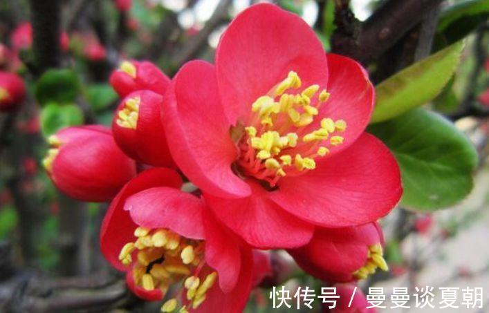 美极了|自带“贵气”的几种花，花大色艳，花香易打理，养在客厅美极了