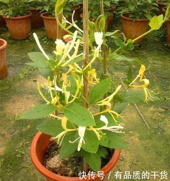 盆栽|正好碰到路边修剪2种树,捡点枝条拿回家,扦插成盆栽开花香极了!