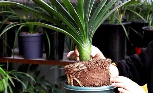 5种花，就得小盆养，花盆越小，长得越旺