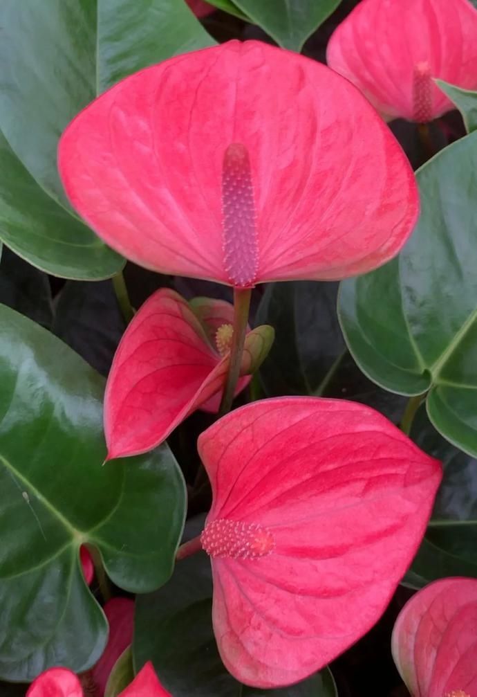  惹人爱|美丽晋宁：小小红掌色彩多，心形花朵惹人爱