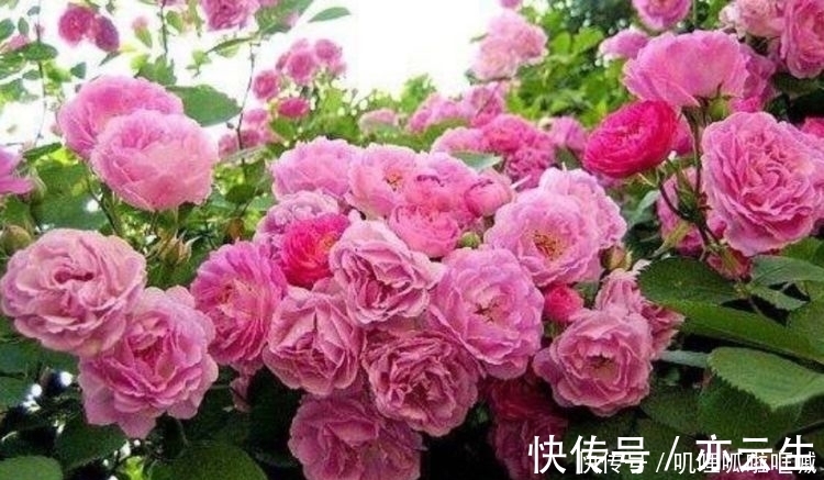 4种花是花中劳模，家里养一盆，开花漂亮花期长，谁养谁喜欢