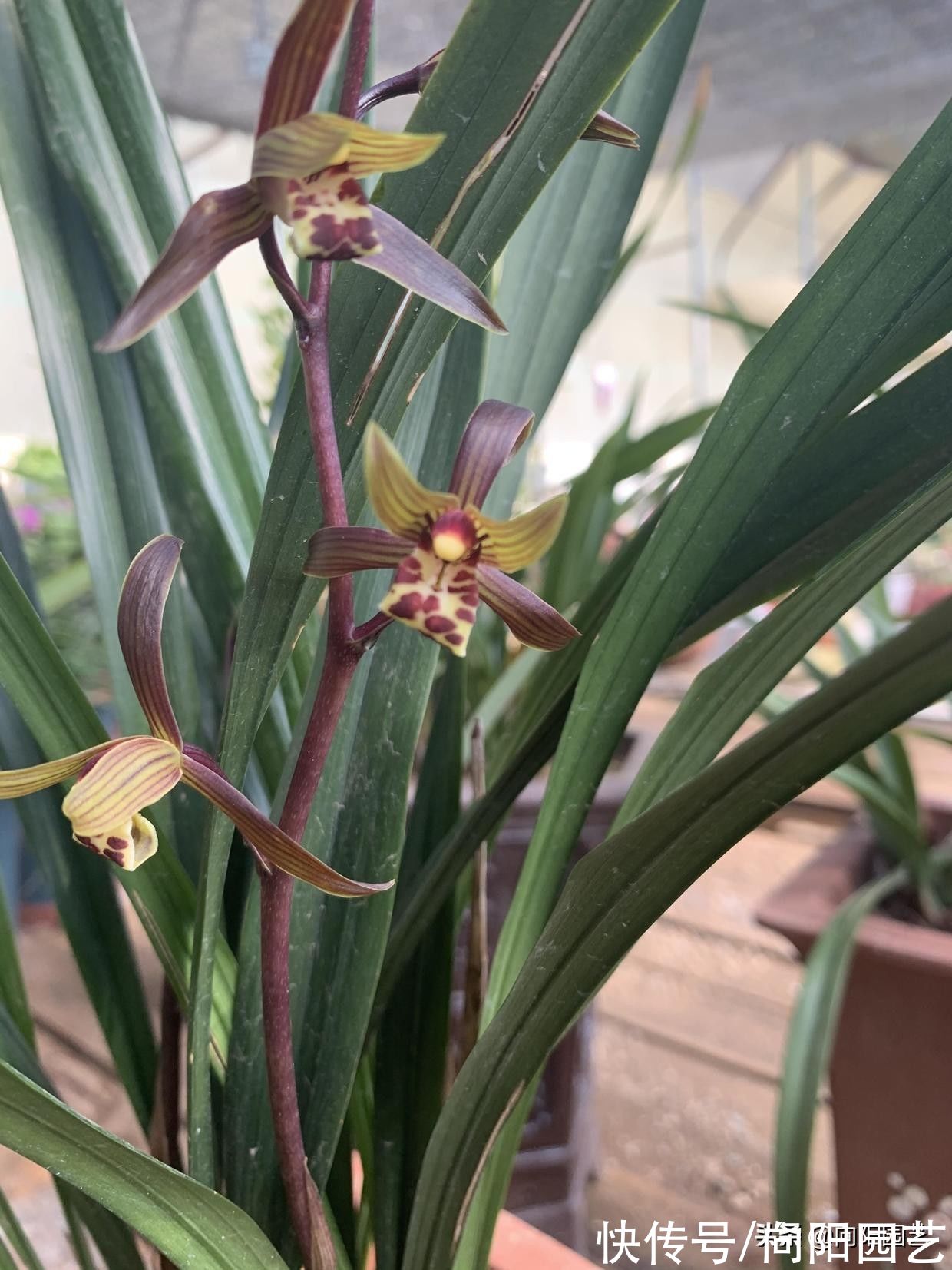 养好兰花，秋天是关键，换换花土，增加光照，花芽分化速度快