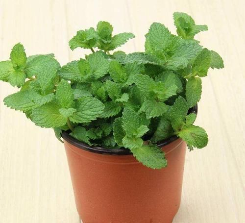 在家里养几种花草，净化空气给家人带来健康！