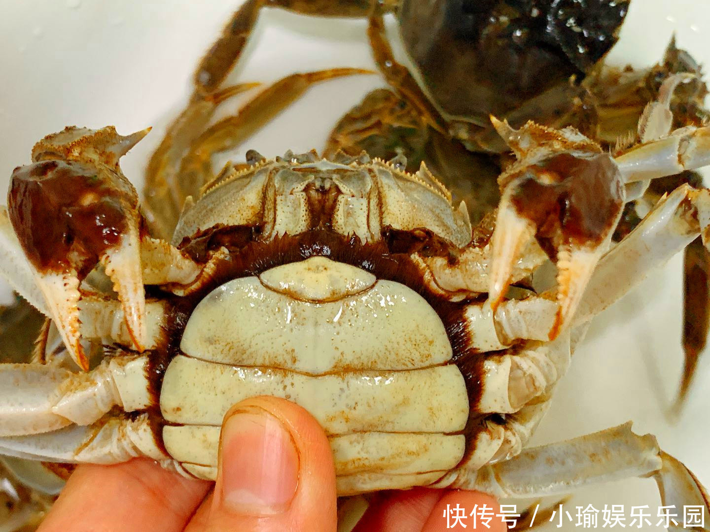 保存螃蟹时,放冰箱就错了!渔民:教您1妙招,放一周都是鲜活的