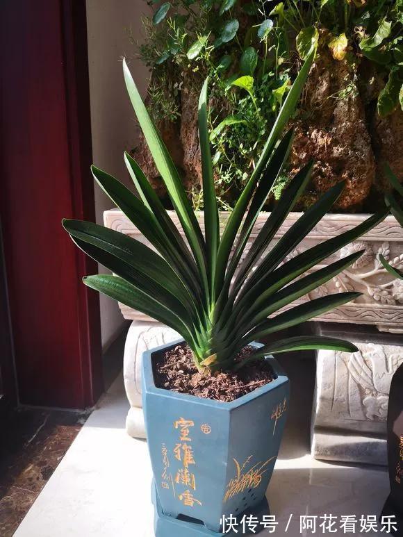 君子兰长得太慢学几招,叶子猛长花开不断,美翻天!