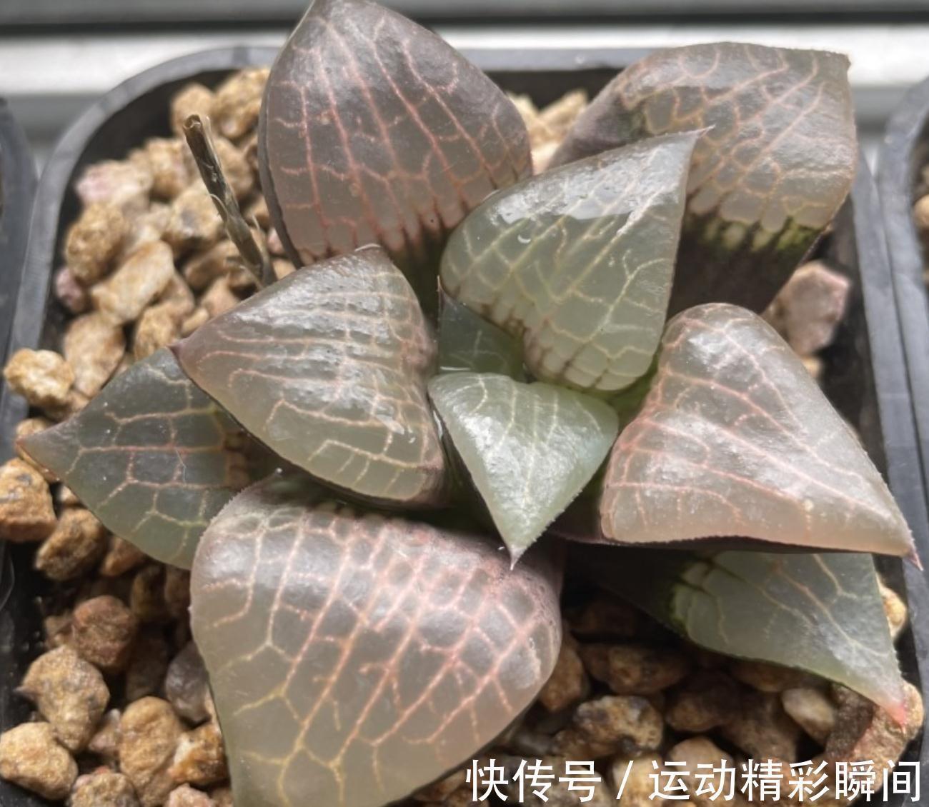 多肉小苗别急着控养,做好这四点,轻松控养出漂亮的多肉