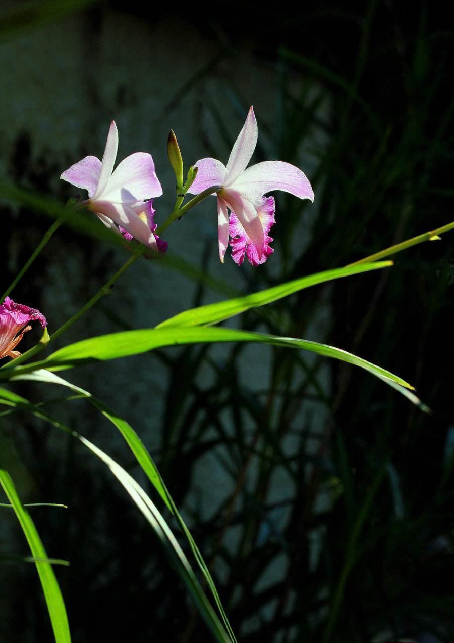  不烂|兰花喜欢“三垃圾”，土里埋一点，不烂根猛窜芽，爆出一圈大花苞