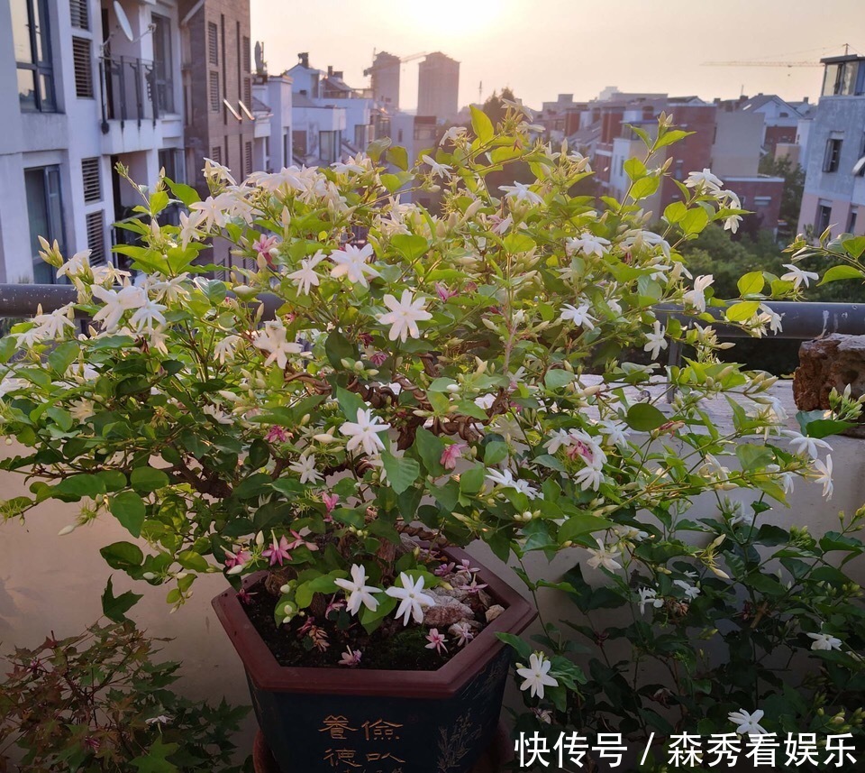 技巧|茉莉花养成“老桩”,1次开花上百朵,满园花香,技巧有4个