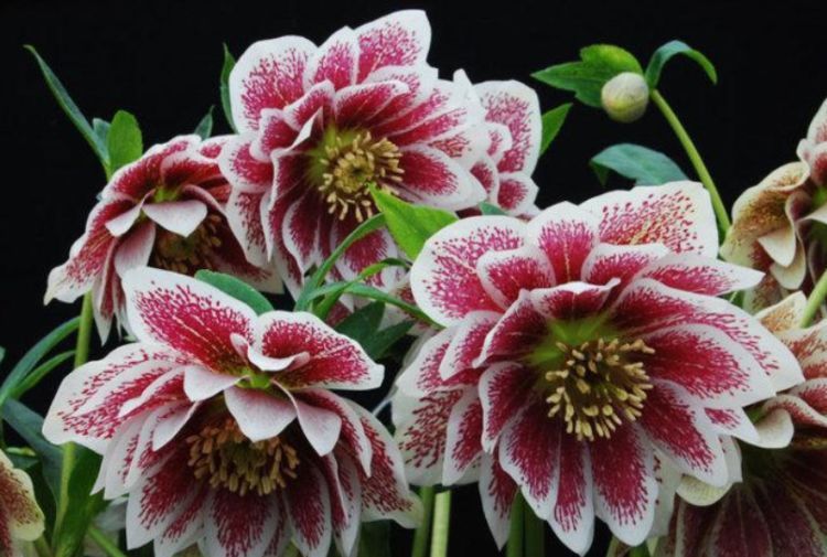 养花,不妨养这款花,人人都喜欢,一养就上瘾