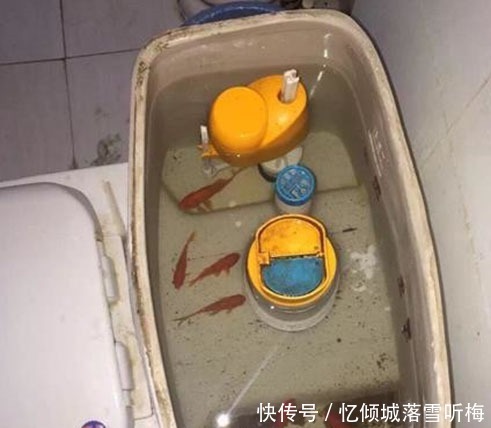 倒霉|这位车主看来倒霉了,撞了一头怀孕的牛,这下要赔很多钱