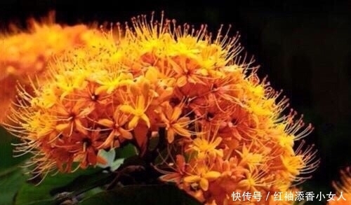 供奉佛菩萨:应该必须知道的“十二种圣花”