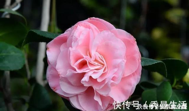 花中娇客|中国传统名花“花中娇客”,30种茶花一开,美了十里八乡