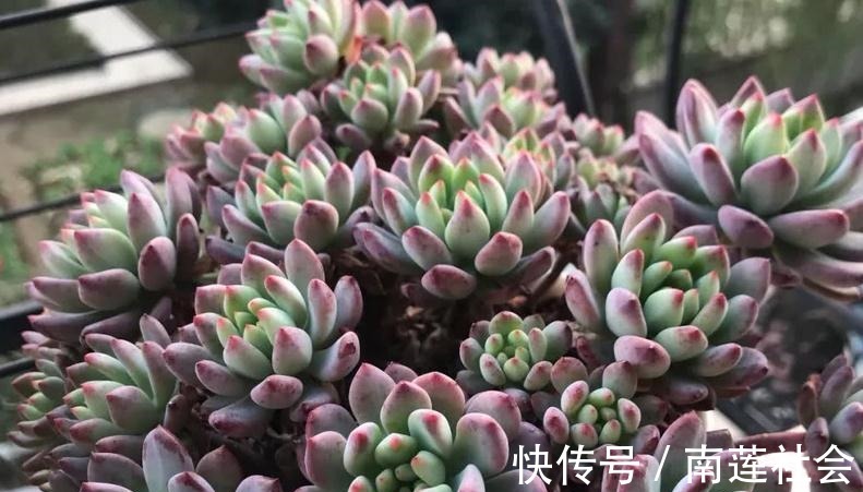 哪些因素会影响到多肉蓝苹果出状态？此3点，不容忽视！