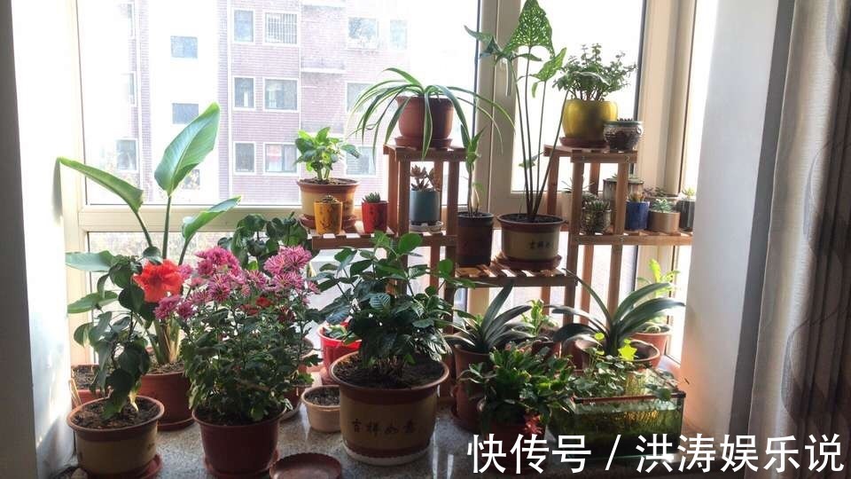 养花用“黄豆肥”臭味浓踏青捡点“万能肥”，无臭味、养啥都旺