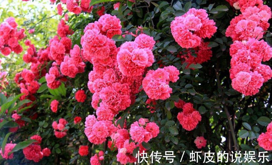 11月养3种耐寒花,种一次年年有花赏,轻松开出一面花墙