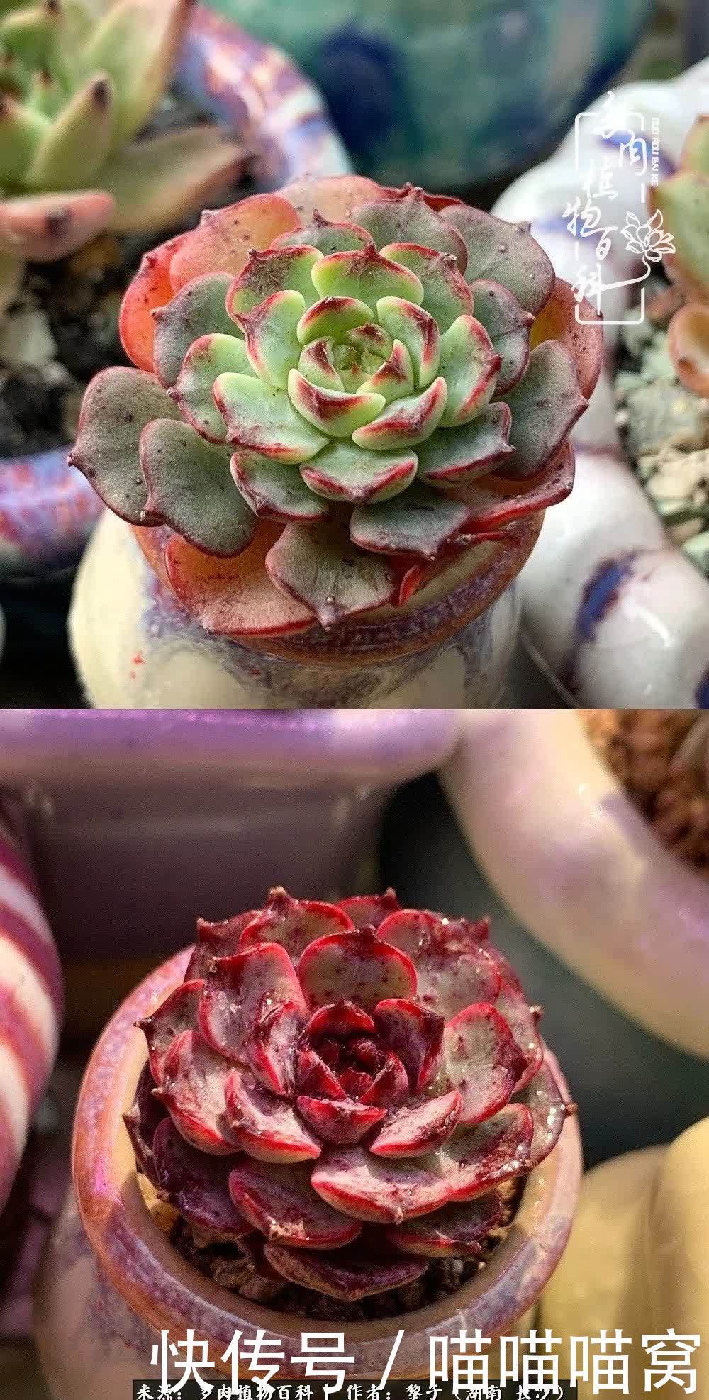 最温暖不过人间烟火,来自逆挂区的多肉!