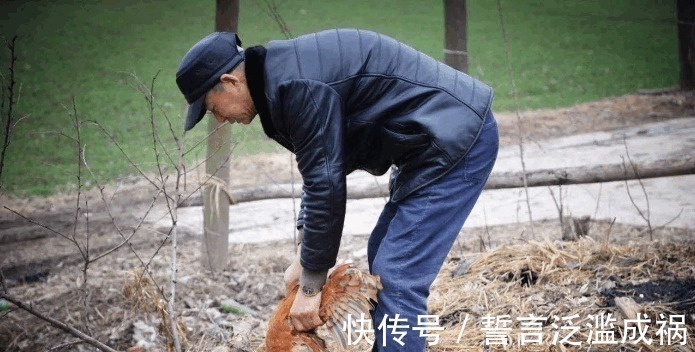公鸡!农村老规矩“母鸡学公鸡叫,立刻要杀掉”,为什么要这么做!