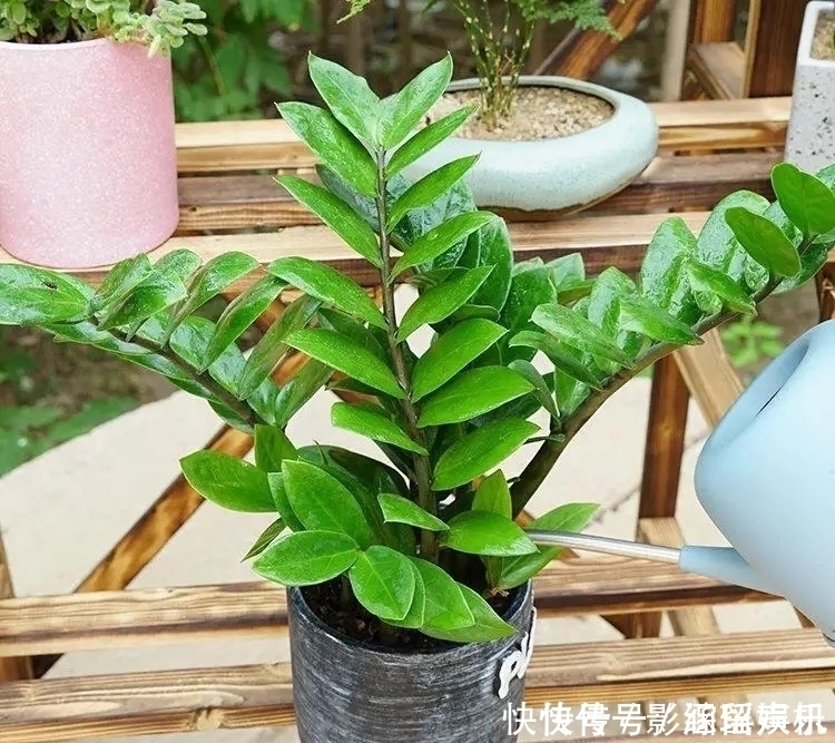 有院子就养这几种花，漂亮又吉利，越养越顺心