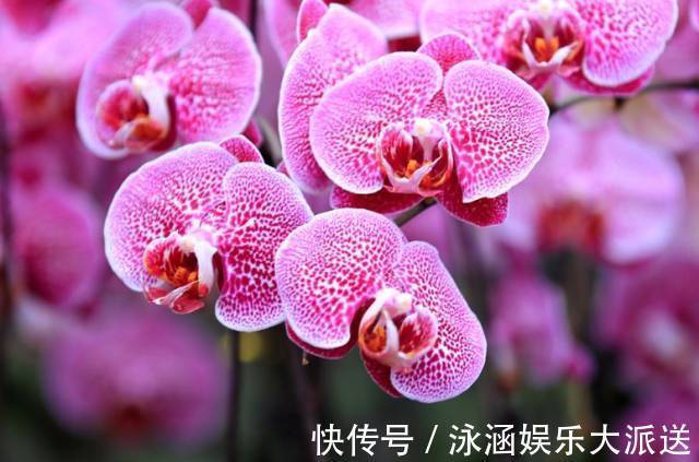 爱情|此花就像是高飞的蝴蝶,是一种高贵的花,是代表了爱情的花