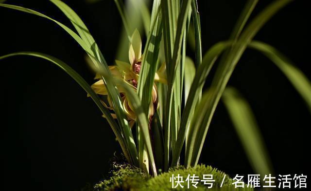 养兰花时多菌灵如何使用?很多网友不知道,用错了不仅无效还有害