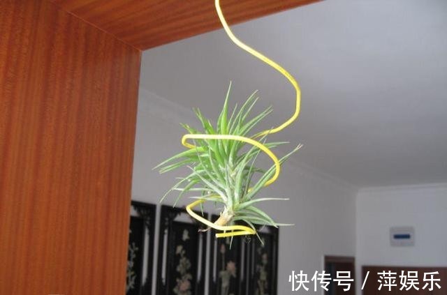 地球上唯一生长在空气中的植物，不用泥土即可绽放出花朵