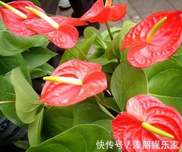 此花象征着远大的理想,热情似火的外表,吸引着他人的注意力