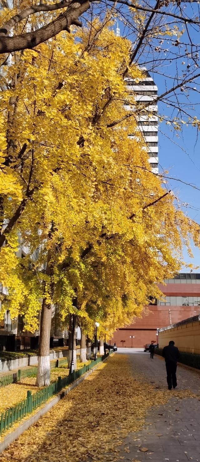 霜叶|碧空霜叶逝春华满目金黄真本色