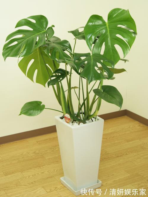 甲醛|别被卖花的忽悠了！有7种绿植才能去甲醛，放心入住新家