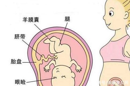 时期|孕期护理：胎儿每天都在发育，但3个关键时期胎儿长得最快