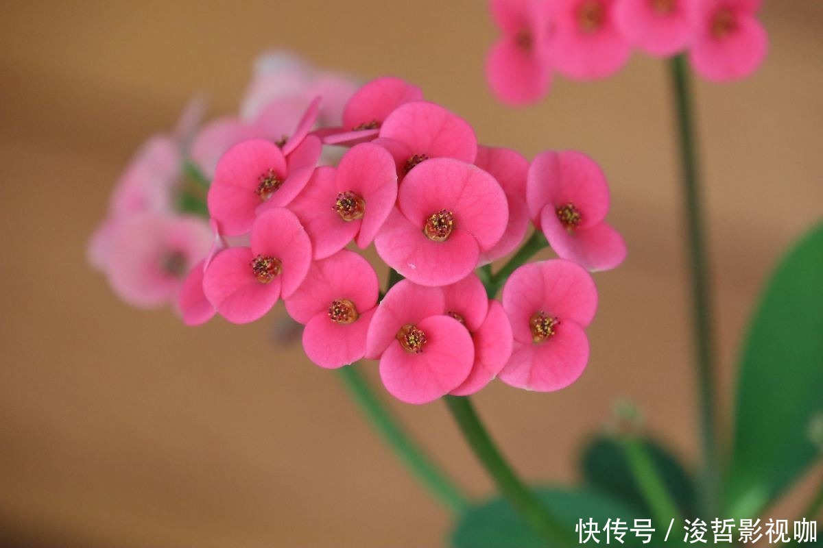 花友们|“5种”有毒花别乱养,换盆要戴手套,小心皮肤红肿