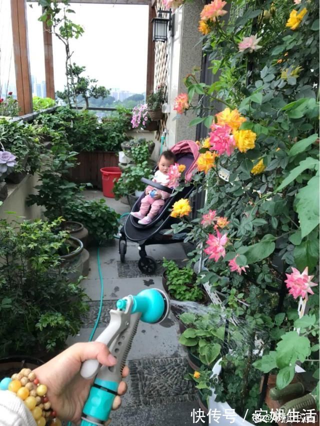 达克宁软膏|1粒小药片,碾碎丢水里,花像吃了兴奋剂疯长