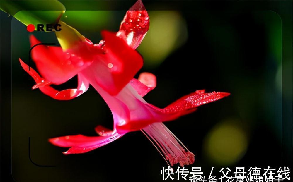 蟹爪兰处在开花期,这5件事要避免,做错了对蟹爪兰伤害很大