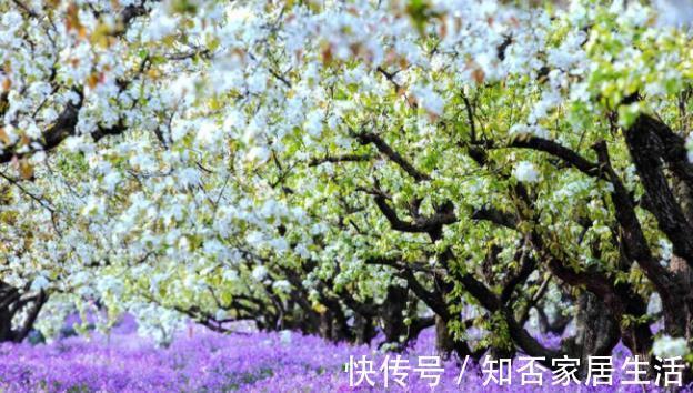 当梨树遇上二月兰，你会爱上谁？绿肥兼观赏，看二月兰怎么种梨园