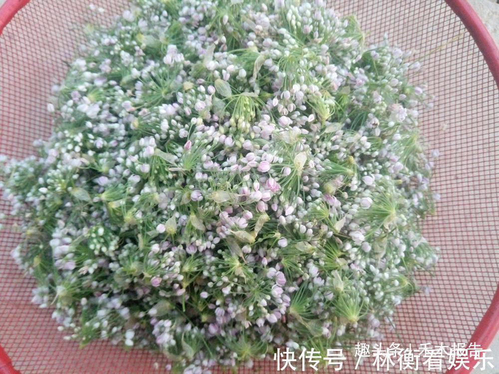 细叶韭|它被视为野菜中的“奢侈品”,吃花不吃叶,晒干160元一斤