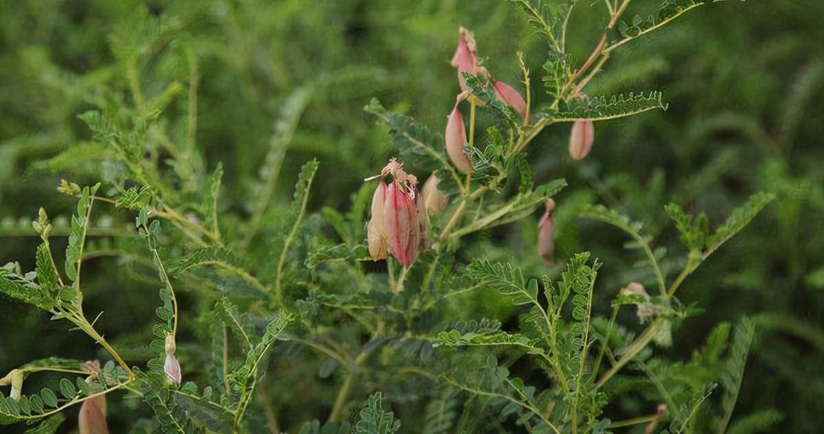 药店|农村一种野草,山上常见,看到别忽视,古人当它救命仙草