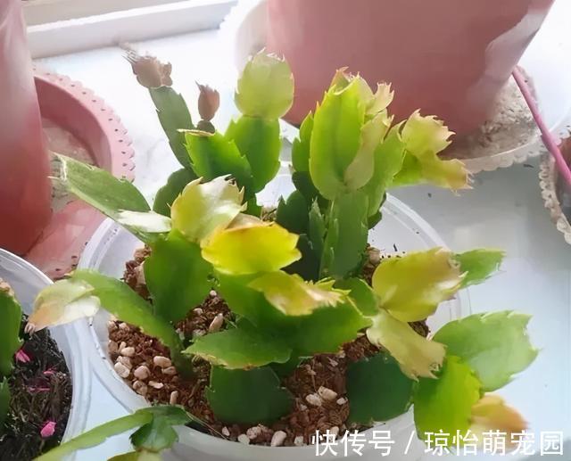 被称为“夏必死”的7种花，逛花市咱“绕着走”