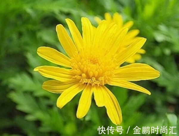 新手养花，不如养盆花中精品“情人菊”，似娇艳情人，美艳优雅