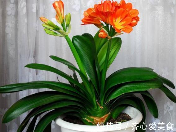 旧筷子、吸管不要扔，插到花盆土里，对植物根好处多多